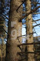 KC02_Wald01_0113.JPG