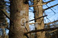 KC02_Wald02_0114.JPG