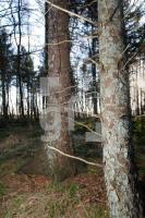 KC02_Wald03_0145.JPG