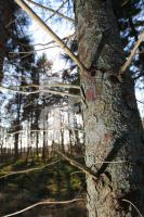 KC02_Wald05_0155.JPG