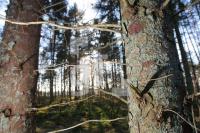 KC02_Wald06_0156.JPG