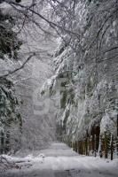 KD10_Winter08_0113.JPG