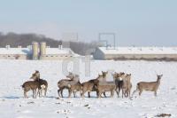 KD14_Wild01_0101.JPG