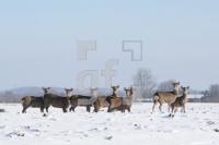 KD14_Wild03_0191.JPG