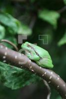 KI24_Laubfrosch02_0118.JPG