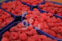 KI26_Himbeeren03_0186.JPG