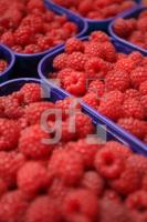 KI26_Himbeeren04_0187.JPG