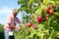 KI26_Himbeeren05_0110.JPG