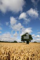 KJ03_Feld05_0193.JPG