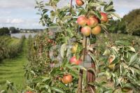 KJ18_Apfel04_0109.JPG