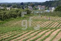 KJ18_Erdbeeren05_0191.JPG
