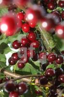 KJ18_Kirsche09_0144.JPG