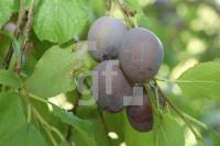 KJ18_Pflaume02_0130.JPG