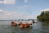 KJ23_Pferd05_0148.JPG