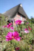 KK08_Bauerngarten02_0191.JPG