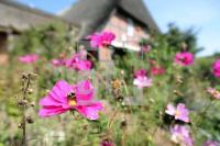 KK08_Bauerngarten04_0193.JPG