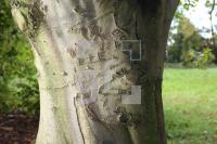 KL12_Baum01_0193.JPG