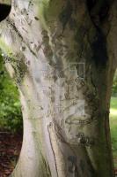 KL12_Baum02_0190.JPG