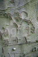 KL12_Baum03_0174.JPG