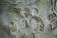 KL12_Baum04_0169.JPG