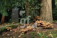 KL12_Friedhof04_0106.JPG