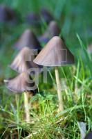 KL13_Pilz01_0102.JPG