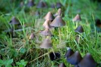 KL13_Pilz02_0199.JPG