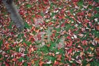 KL20_Herbst01_2034.JPG