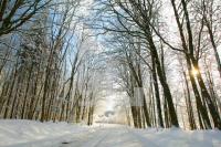 LC30_Wald_0141.JPG