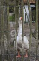 LF19_RuffX_0782.jpg