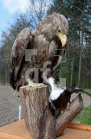 LF23_RuffX_0772.jpg