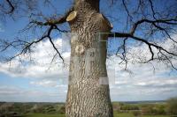 LG05_Baum02_0175.JPG