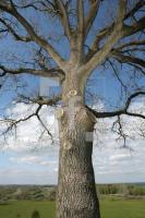 LG05_Baum03_0179.JPG