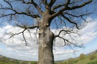 LG05_Baum04_0187.JPG