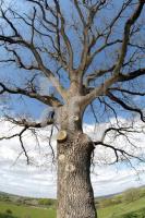 LG05_Baum05_0188.JPG
