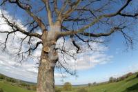 LG05_Baum06_0189.JPG