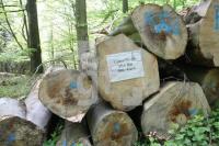 LG05_Holz01_0159.JPG