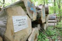 LG05_Holz02_0161.JPG