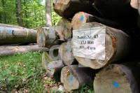 LG05_Holz04_0165.JPG
