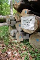 LG05_Holz05_0166.JPG