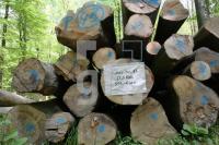 LG05_Holz06_0168.JPG