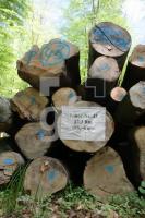 LG05_Holz07_0169.JPG