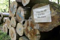 LG05_Holz08_0171.JPG