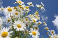 LI06_Blumen01_0153.JPG