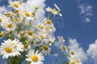 LI06_Blumen02_0160.JPG