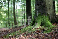 LK16_Wald05_0116.JPG