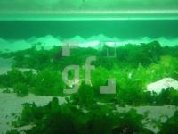 LK19_Watt_0711.jpg