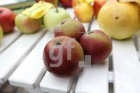 LL03_Apfel04_0124.JPG