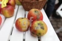 LL03_Apfel06_0133.JPG