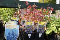 LL12_Gartencenter22_0161.JPG